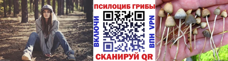Купить  Горячий Ключ  Галлюциногенные грибы Psilocybine cubensis 