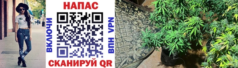Шишки марихуана SATIVA & INDICA  Купить где  Горячий Ключ 